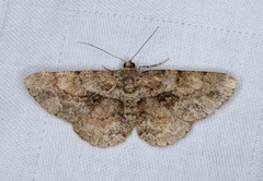 Psilalcis galsworthyi