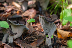 Craterellus cornucopioides