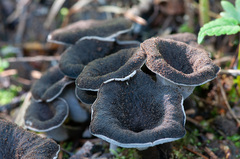 Craterellus cornucopioides
