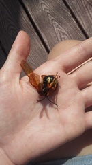 Sphecius speciosus