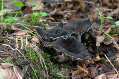 Craterellus cornucopioides