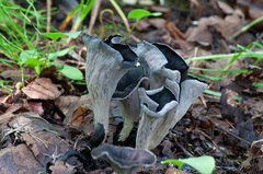 Craterellus cornucopioides