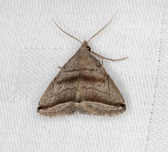 Lysimelia neleusalis