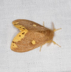Euproctis quadrangularis
