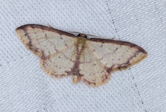 Idaea impexa