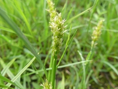 Carex stipata