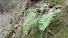 Polypodium interjectum