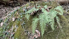 Polypodium interjectum