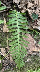 Polypodium interjectum