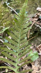 Polypodium interjectum