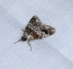 Salma ridiculalis