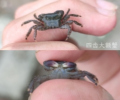 Metopograpsus quadridentatus