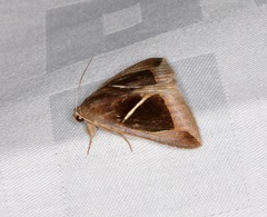 Chalciope mygdon