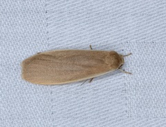 Danielithosia immaculata