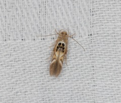 Hieromantis arcuata