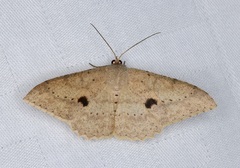 Luxiaria mitorrhaphes