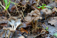 Craterellus undulatus
