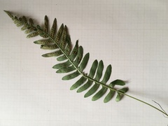 Polypodium interjectum