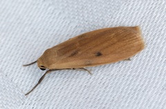 Paralithosia shaowuica
