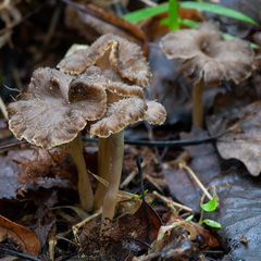 Craterellus undulatus
