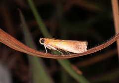 Piesmopoda semilutea