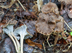 Craterellus undulatus