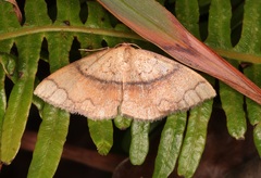 Pylargosceles steganioides