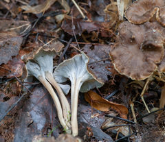Craterellus undulatus