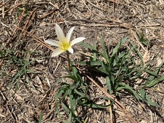 Zephyranthes mesochloa