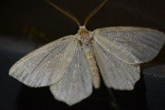 Gnophini