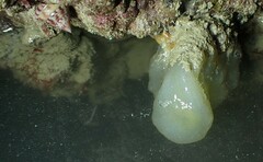 Phallusia mammillata