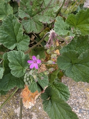 Erodium malacoides