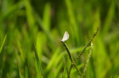 Hemiargus hanno