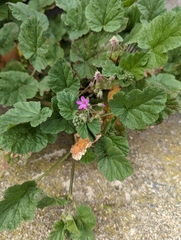 Erodium malacoides