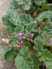 Erodium malacoides
