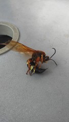 Sphecius speciosus