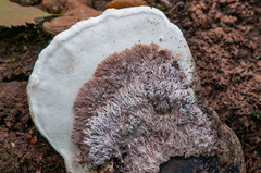 Etheirodon fimbriatum