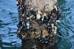 Mytilus galloprovincialis