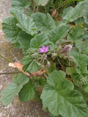 Erodium malacoides