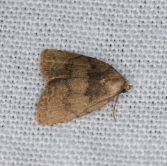 Anachrostis