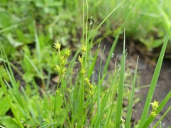 Carex echinata