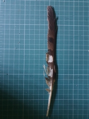 Micronisus gabar gabar