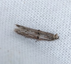 Copamyntis leptocosma