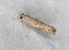 Culladia hastiferalis