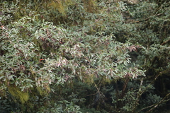Photinia niitakayamensis