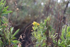 Dittrichia viscosa
