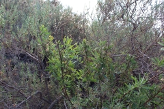 Dittrichia viscosa