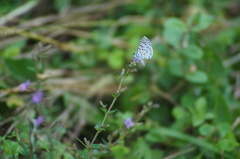 Leptotes cassius