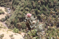 Echinops longisetus