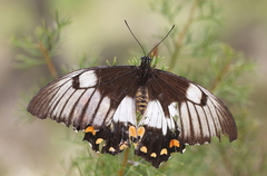Papilio aegeus aegeus